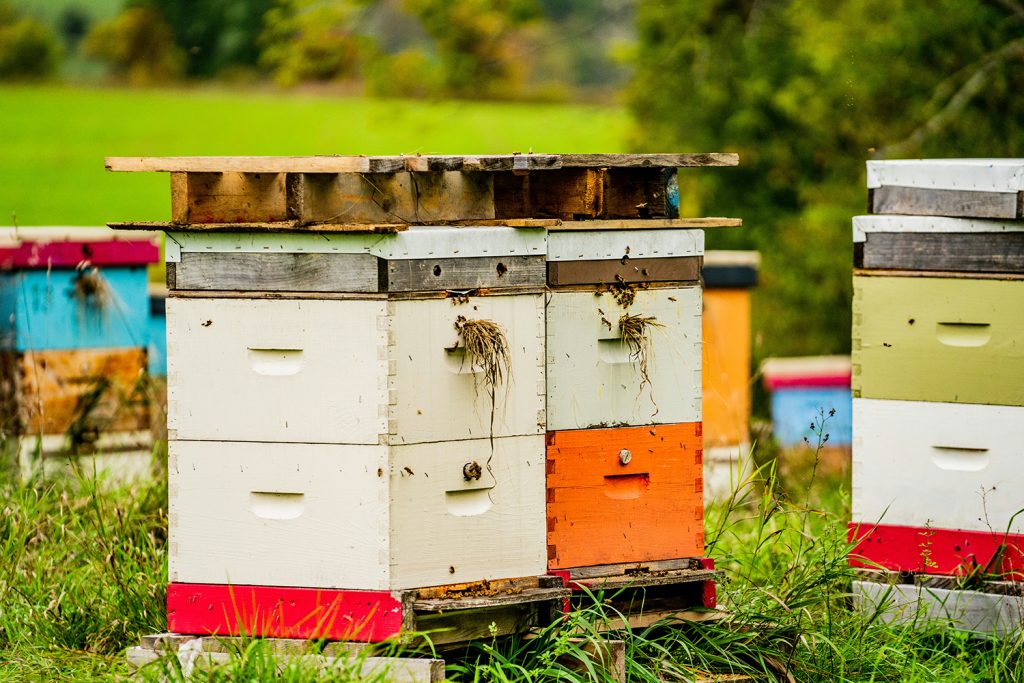 Rivercity Innovations BeeSecure